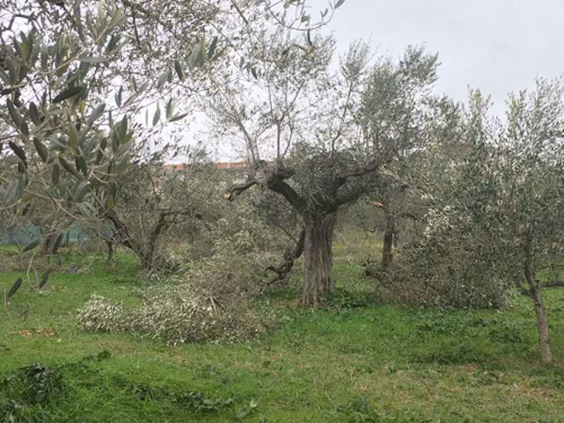 Terreno in Vendita ad Canosa di Puglia