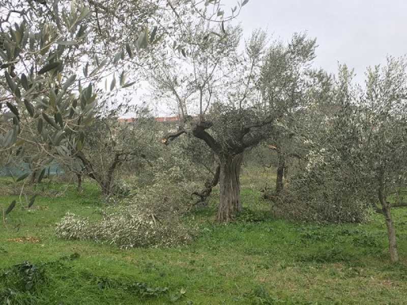 Terreno in Vendita ad Canosa di Puglia - 160000 Euro