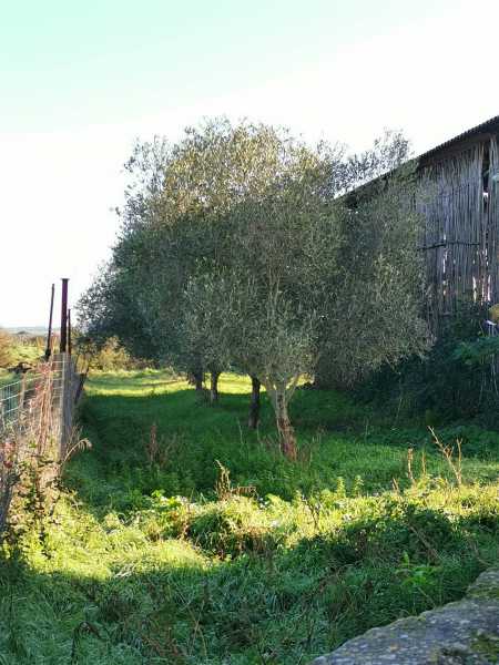 rustico casale corte in vendita a tuscania