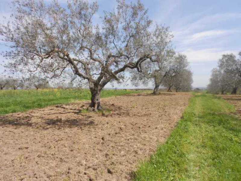 terreno agricolo in vendita a tuscania