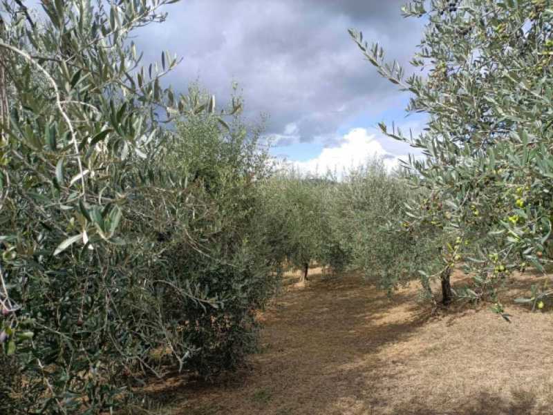 terreno in vendita a monteleone d`orvieto voc pineto