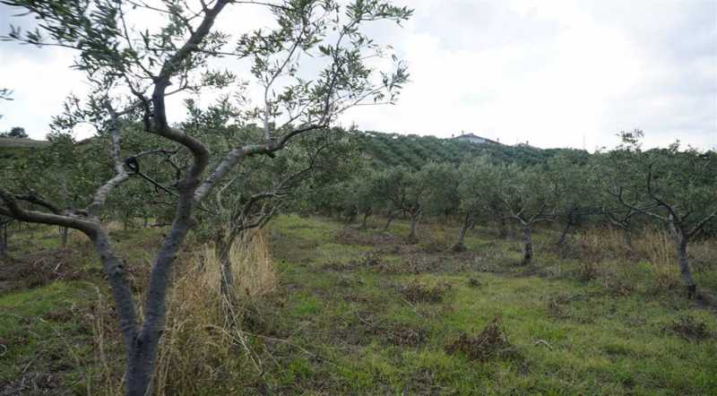 terreno agricolo in vendita a santa caterina albanese