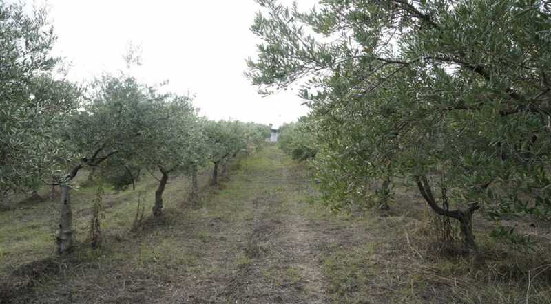 terreno agricolo in vendita a santa caterina albanese