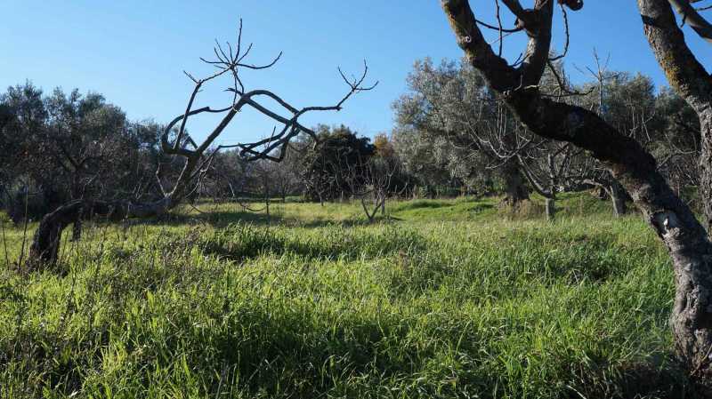 terreno agricolo in vendita a cosenza timpone ulivi