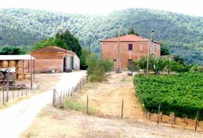 Azienda Agricola in Vendita a Magliano in Toscana Montiano
