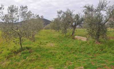 Terreno Agricolo in Vendita a Castellina Marittima