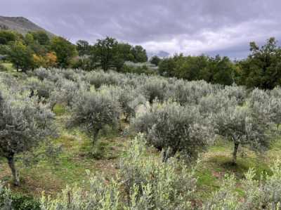 Terreno in Affitto a San Vittore del Lazio via Passeggieri