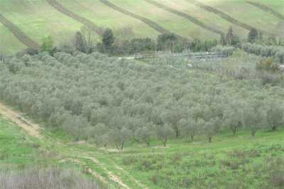 Terreno agricolo in Vendita a Roccastrada ribolla