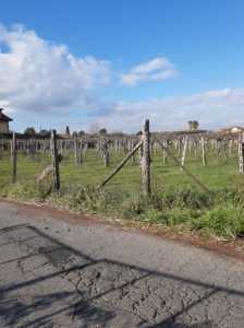 Terreno in Vendita a Frascati via Vigne 22 Rubbia 37