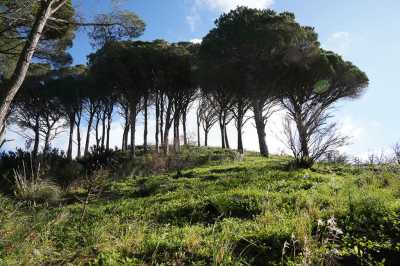 Terreno Agricolo in Vendita a Messina Castanea Masse Salice