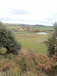 Terreno Agricolo in Vendita a Castellina Marittima le Badie