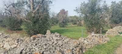 Terreno in Vendita a Galatone Contrada Bascetta