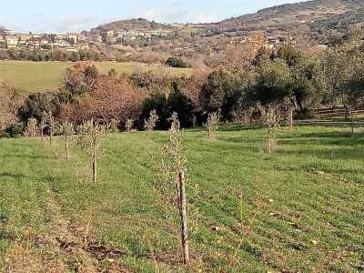 Terreno Agricolo in Vendita a Monte Romano