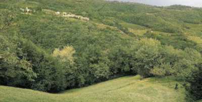 Terreno in Vendita a Tregnago via Verdella